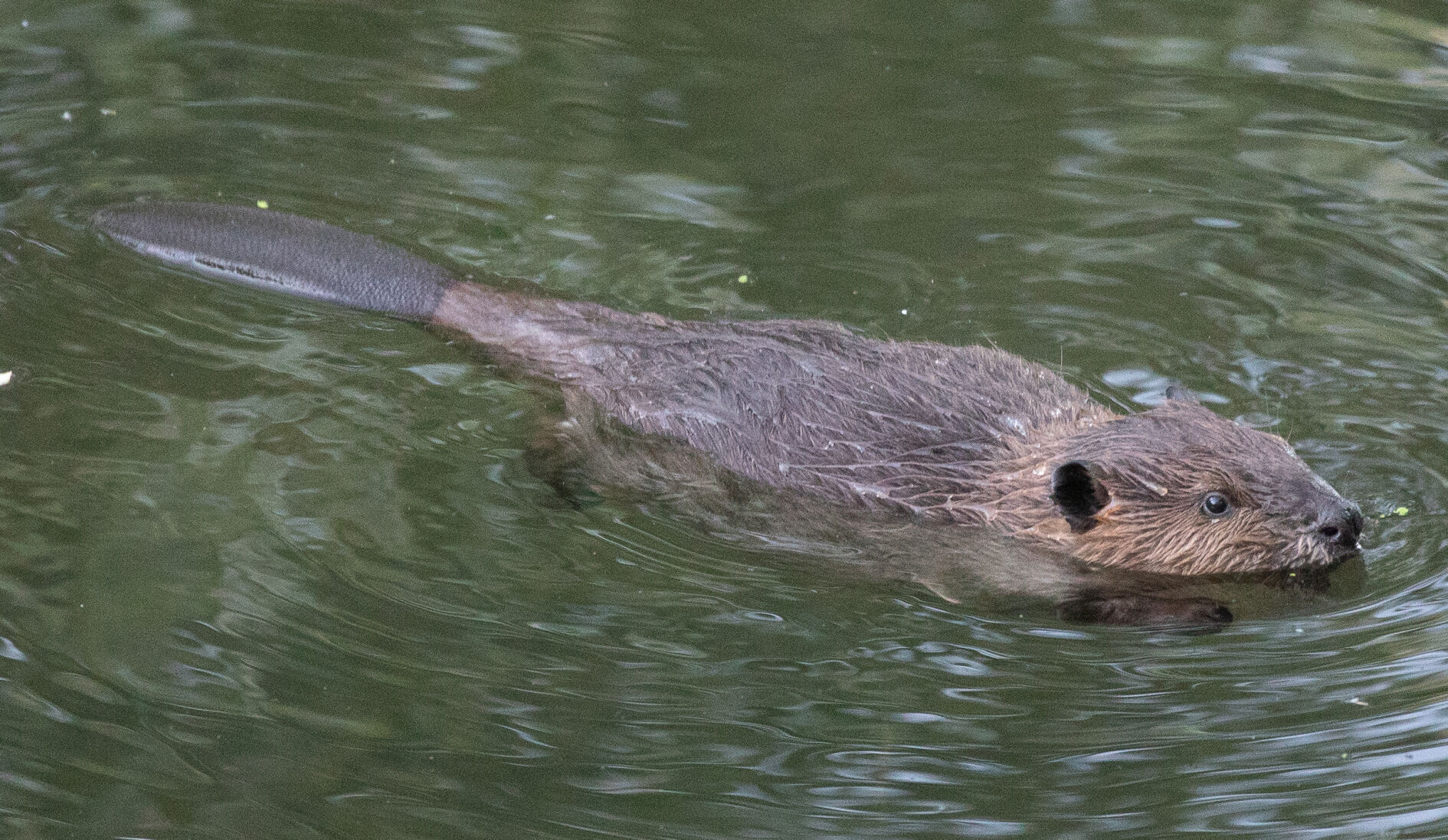 Beaver Lodge Summer 2021